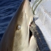 shark_reef_caribbean_jar_v_0215_cub0420_crop.jpg